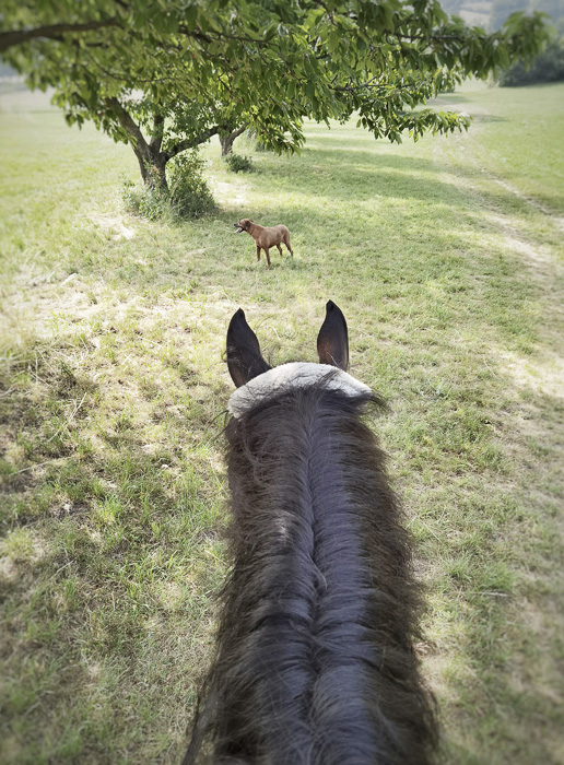 Ausreiten am Pferd mit Hund unter dem Kirschbaum