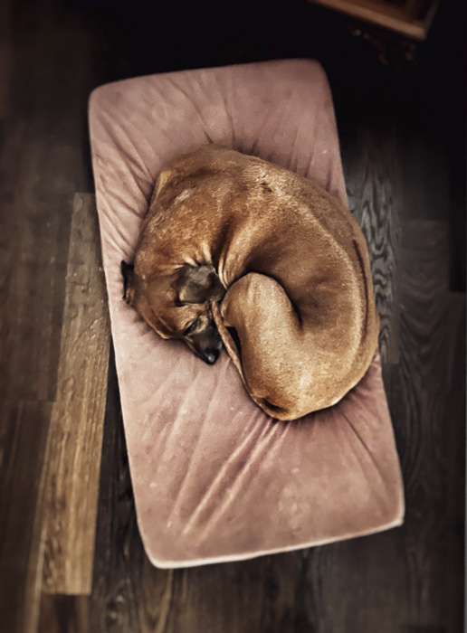 Hund liegt am Hundebett eingerollt und schläft